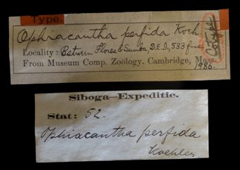 Media type: image;   Invertebrate Zoology OPH-1986 Description: Original handwritten specimen labels;  Aspect: labels
